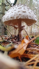 Macrolepiota procera