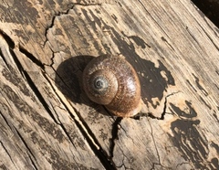 Otala punctata