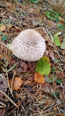Macrolepiota procera