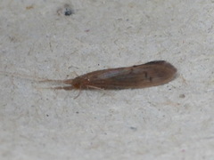 Oecetis