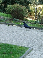 Corvus corone
