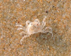 Dotilla intermedia