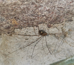 Leiobunum limbatum