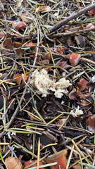 Clavulina rugosa