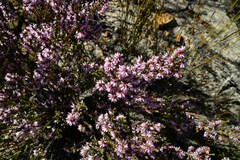 Erica inaequalis
