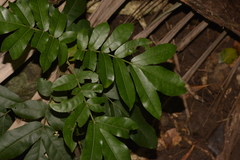 Dysoxylum pachyphyllum