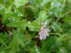Persicaria runcinata