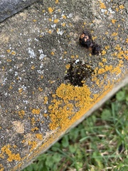 Xanthomendoza fallax