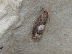 Eucosma