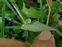 Persicaria runcinata