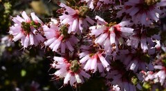 Erica inaequalis