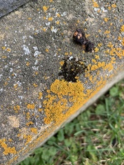 Xanthomendoza fallax