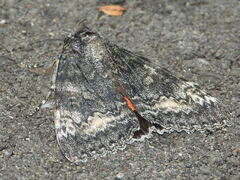 Catocala briseis