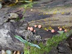 Lycogala epidendrum