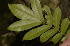 Dysoxylum pachyphyllum