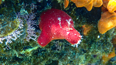 Halocynthia papillosa