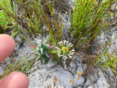 Euphorbia caput-medusae