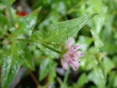 Persicaria runcinata