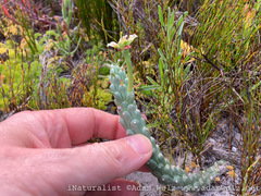 Euphorbia caput-medusae
