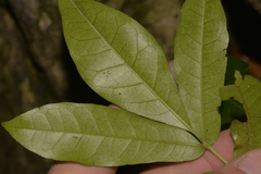 Dysoxylum pachyphyllum