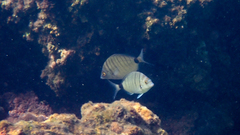 Diplodus puntazzo