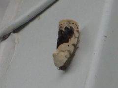 Ponometia erastrioides