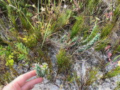Euphorbia caput-medusae
