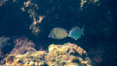 Diplodus puntazzo