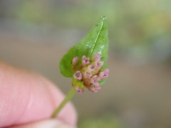Persicaria nepalensis