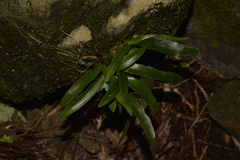 Dendrobium gracilicaule howeanum