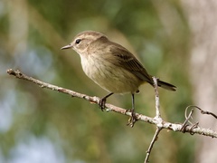 Setophaga palmarum palmarum