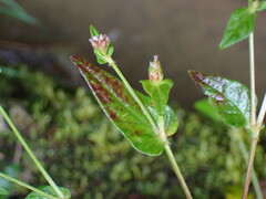 Persicaria nepalensis
