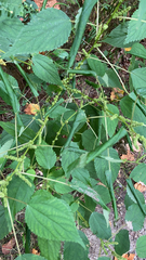 Boehmeria cylindrica