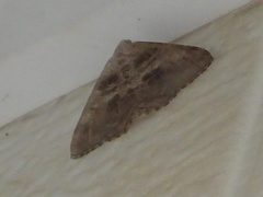 Digrammia continuata