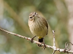 Setophaga palmarum palmarum