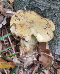 Caloboletus radicans