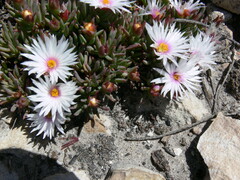 Lampranthus galpiniae