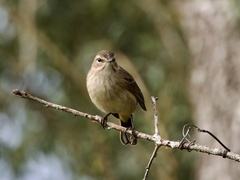 Setophaga palmarum palmarum