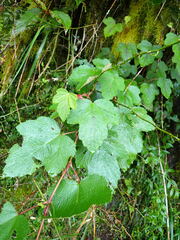 Rubus formosensis