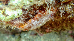Platydoris argo