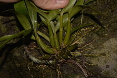 Dendrobium gracilicaule howeanum