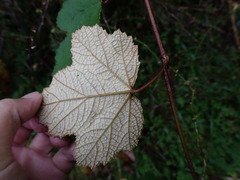 Rubus formosensis