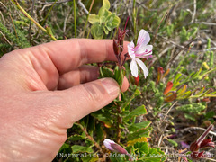 Pelargonium betulinum