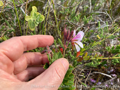 Pelargonium betulinum