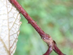 Rubus formosensis
