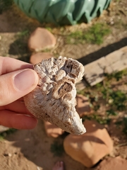 Leucoagaricus barssii