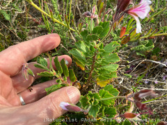 Pelargonium betulinum