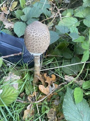 Chlorophyllum rhacodes