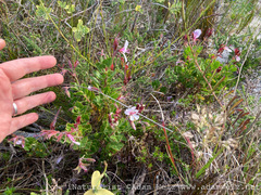 Pelargonium betulinum