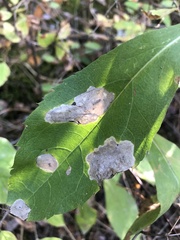 Agromyzidae